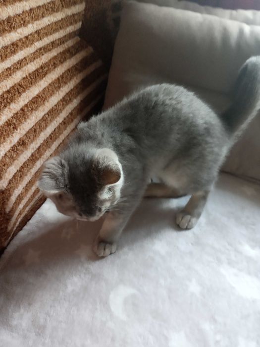 Котик британский голубого окраса
