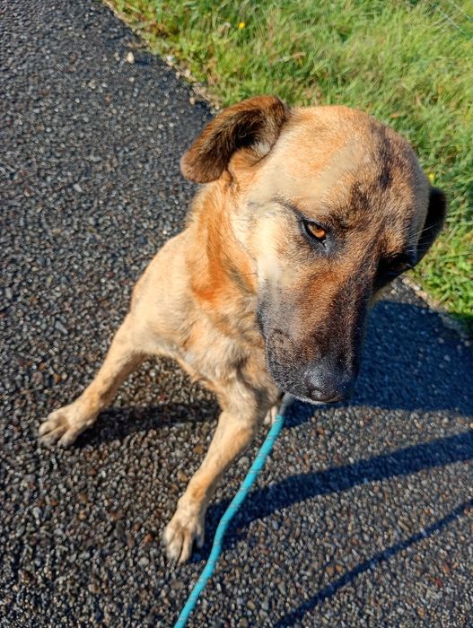 Maja - Cadelinha Malinois de 3 anos para adoção