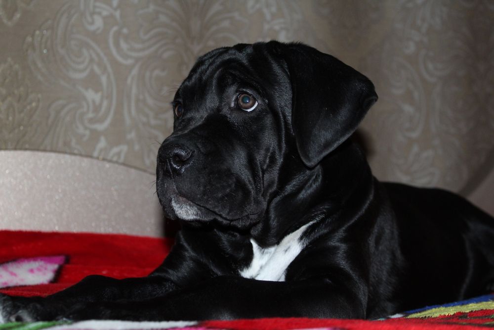 Цуценята кане корсо