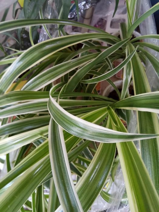 продам хлорофитум бонни океан