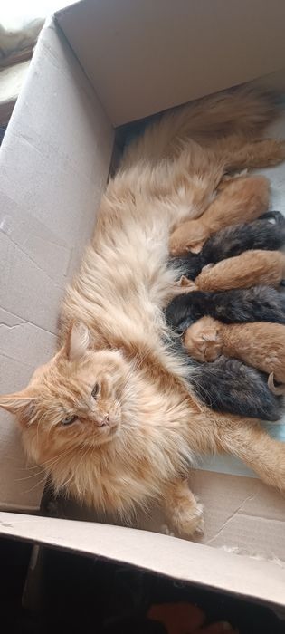 Котенята Мейн-Кун,літня ціна