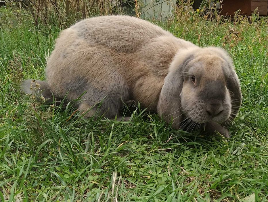 Кролі французький баран