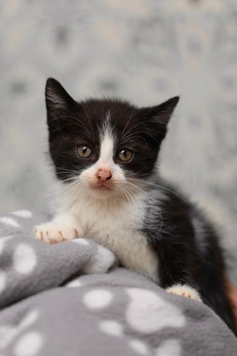Kocięta do adopcji