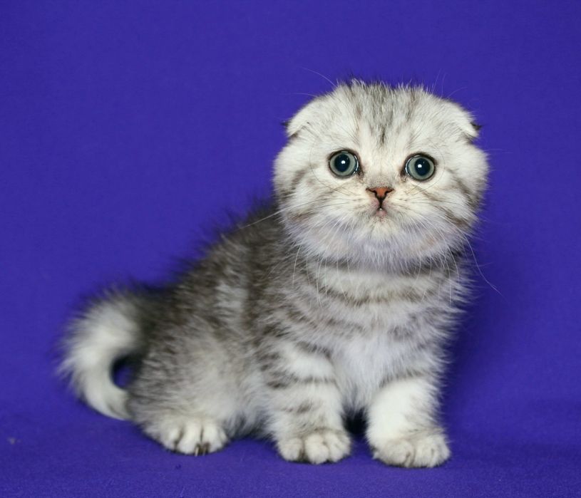 Шотландский мальчик