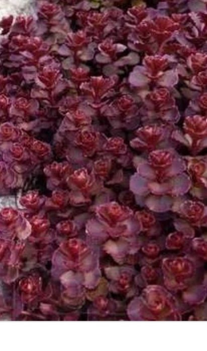 Очиток многолетка