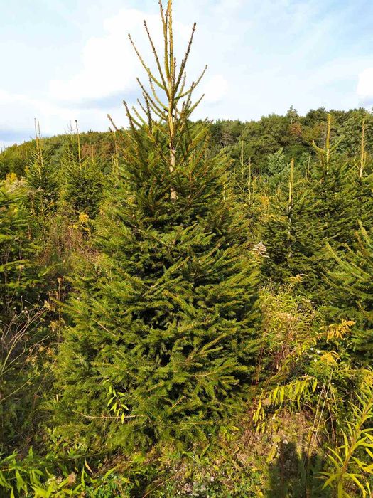 Ялинка,сосна,кримка жива з корінням .Ель елка.