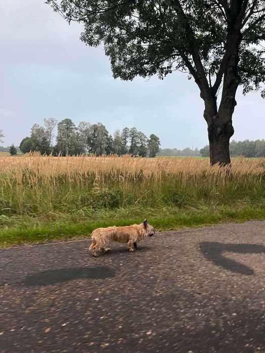 Zaginiony pies błąka się w okolicach Rudy Jeżewskiej