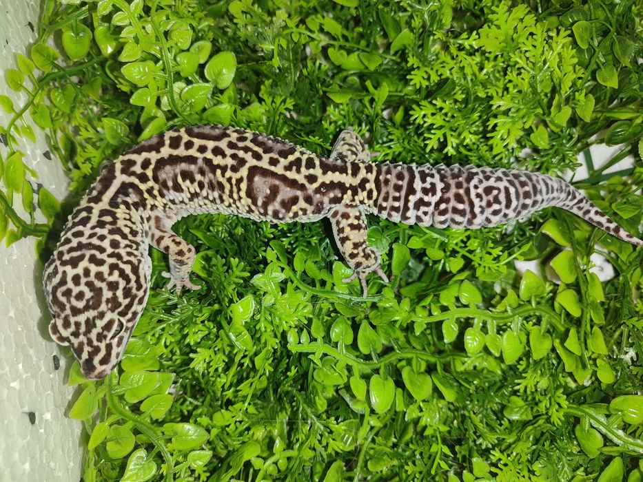 Gekony lamparcie