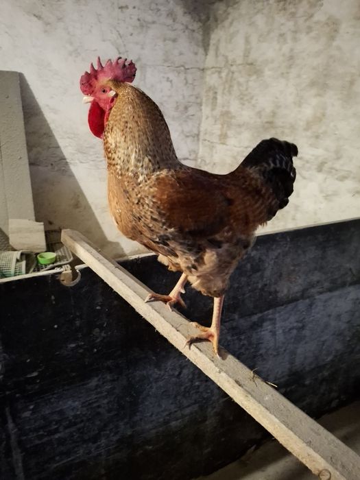 Koguty z wolnego wybiegu