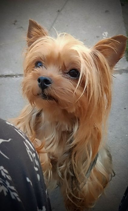 Девочка Йорка мини.