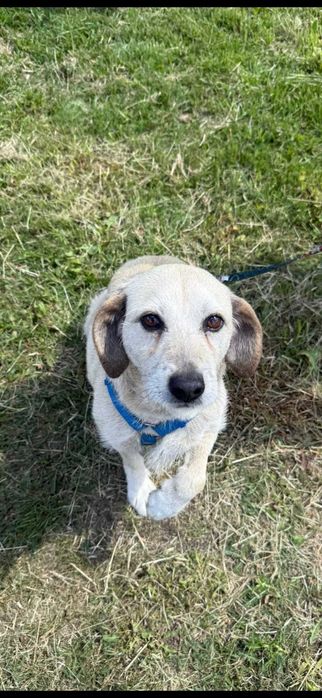 Daisy – mały aniołek po przejściach szuka domu