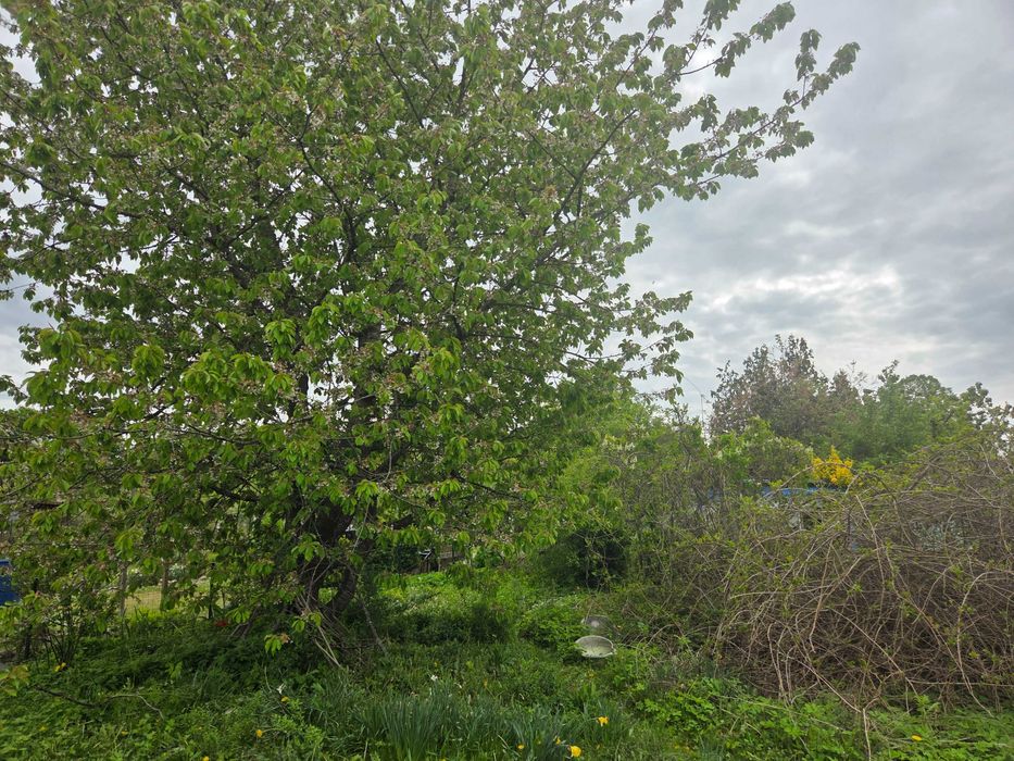 Działka ROD Odmiana 500 m² Słupsk