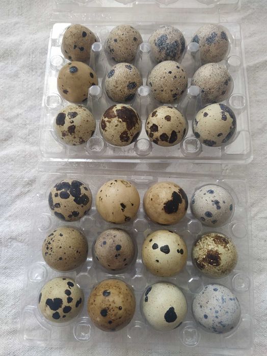 Vendo ovos de codorniz para consumo.