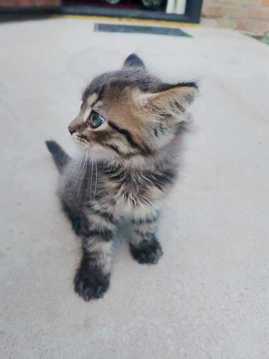 Кошеня хлопчик безкоштовно
