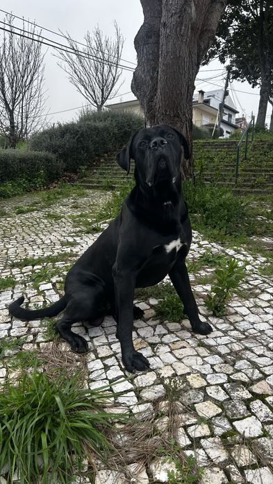 Cane corso para acasalar
