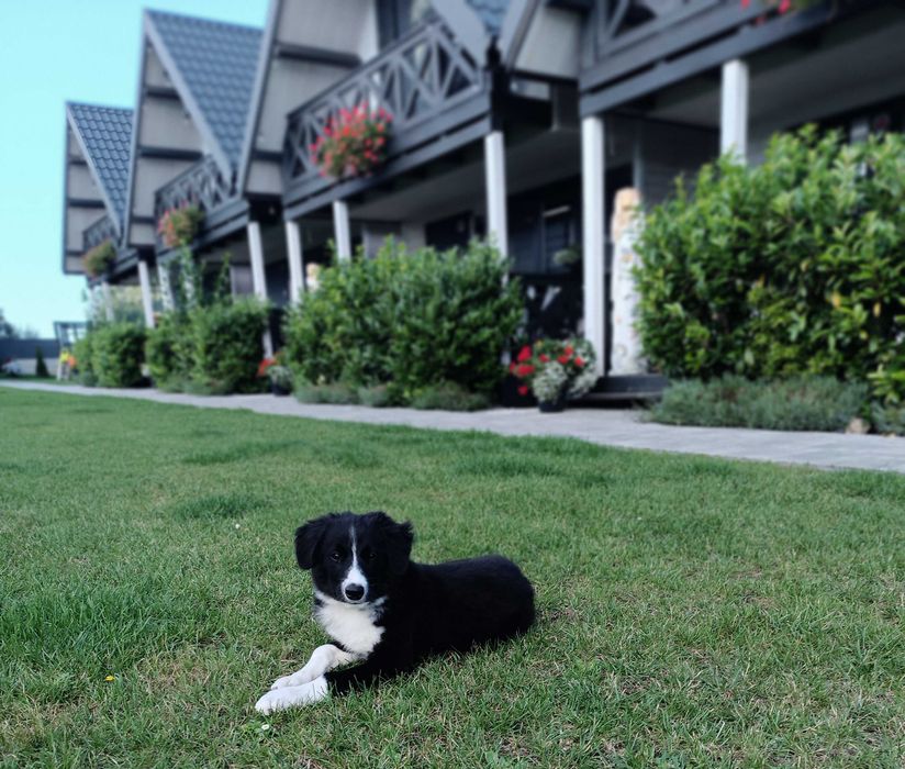 Border Collie szczeniaczek z rodowodem