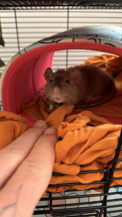 Szczurki do adopcji
