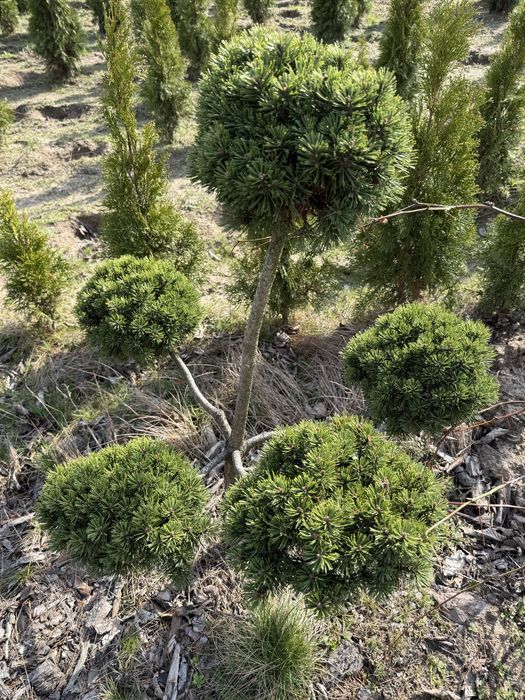 Sosna szczepiona bonsai piekna