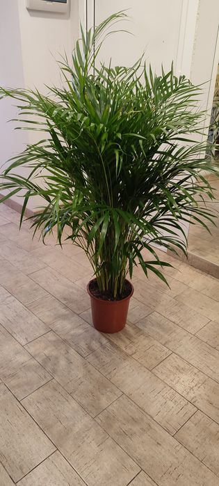 Продам Пальма Арека