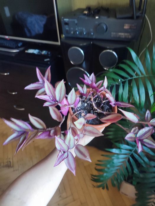 Традесканция в вазоне