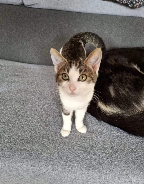 Burbon poleca się do adopcji