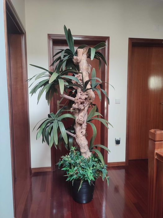 Árvore Decorativa Artificial com Tronco Natural de Grande Porte