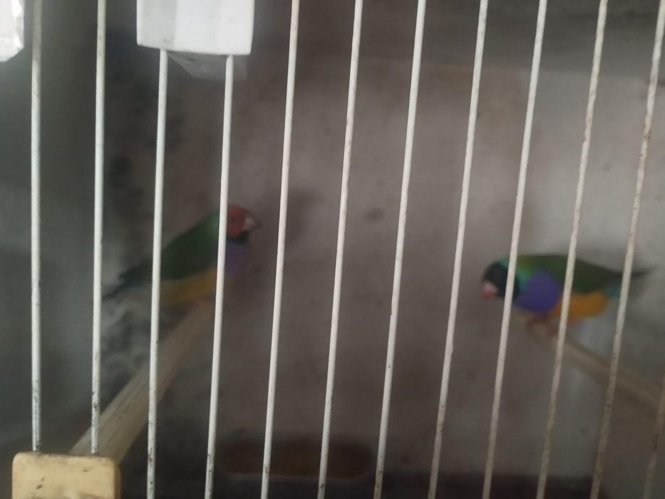 Diamantes Gold + Bengalins