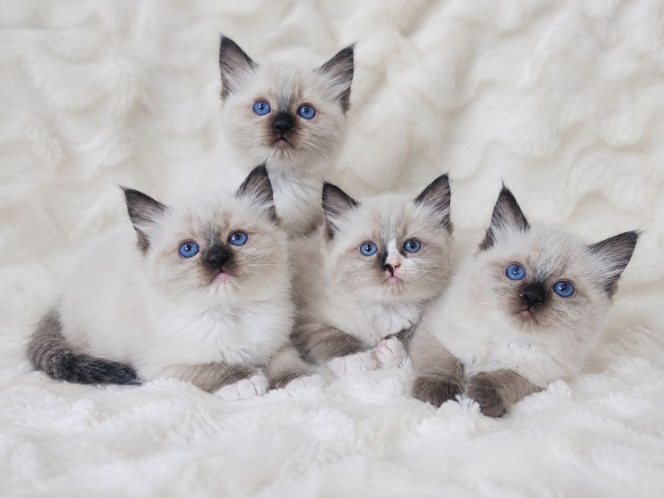 Ragdoll (Kocieta Ragdoll z rodowodem) gotowe do odbioru