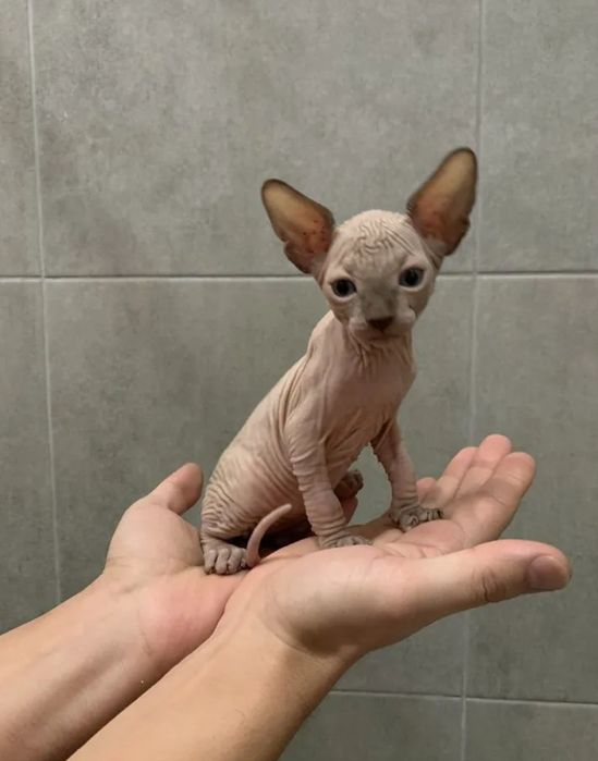 Канадские котята