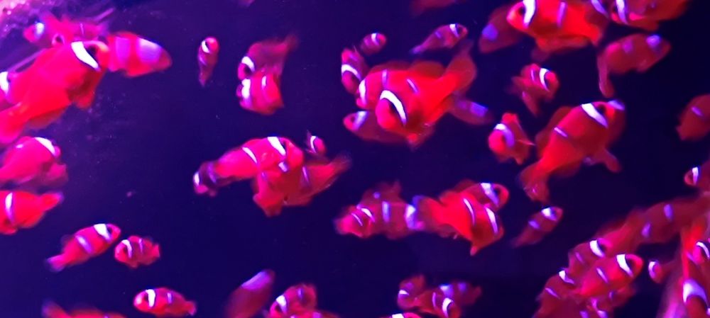 Amphiprion frenatus,błazenek pomidorowy