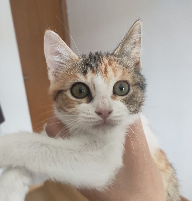 Gatinha para adoçao