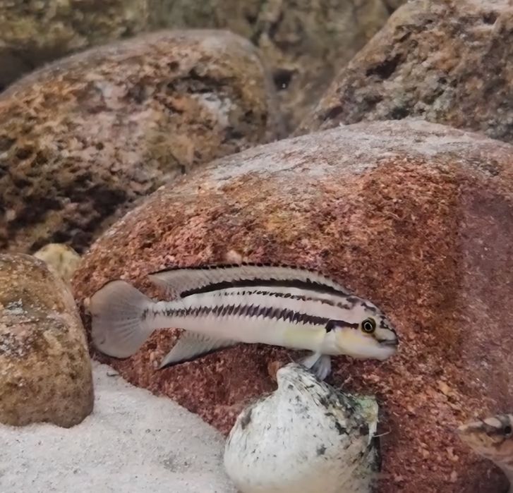 Telmatochromis bifrenatus 'Maswa' tanganika