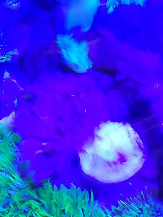 Corais Xénia pulsing coral mole com oferta de frag GSP