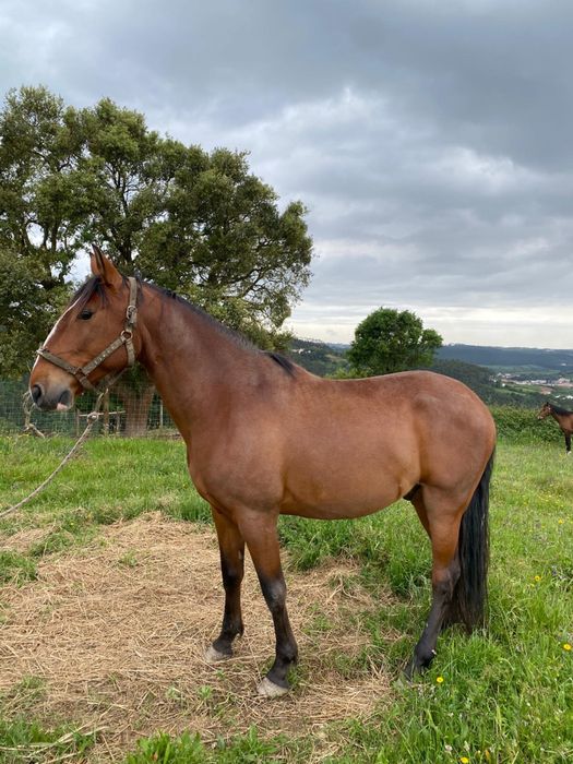 Cavalo lusitano com 9 anos