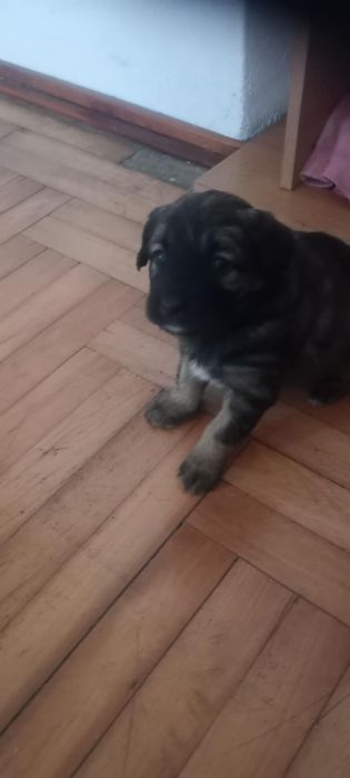 Oddam szczeniaki  za darmo