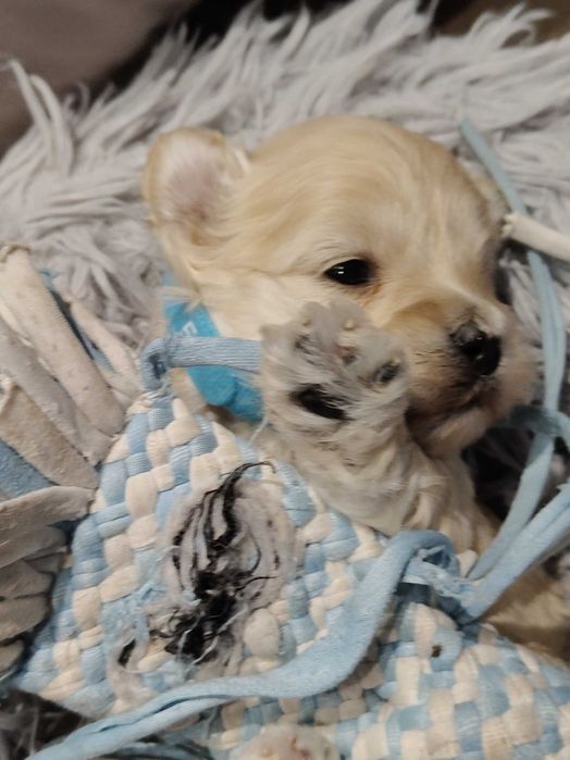 Drobniutki chłopczyk -Maltipoo F1