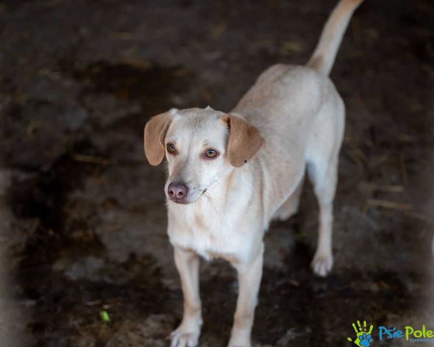 Piękna biała sunia KREJZOLKA szuka domku!