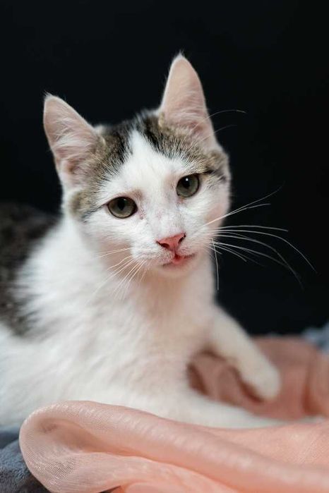 Półroczny słodziak szuka domu