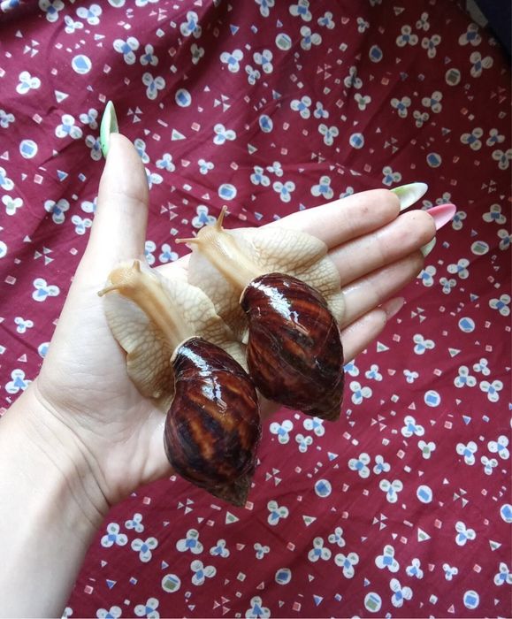 Улитки ахатина имакулята