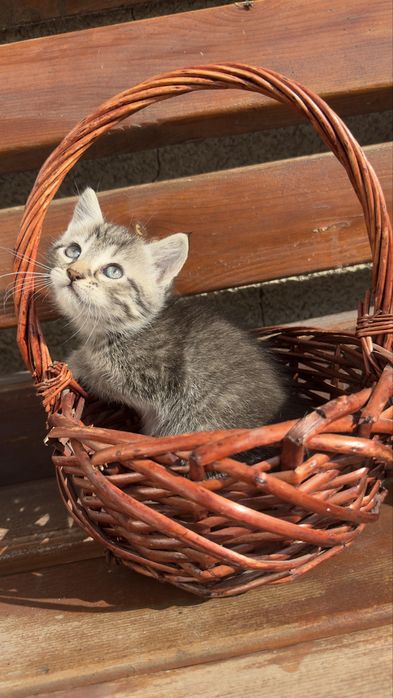 СРОЧНО !!!Красивые котята