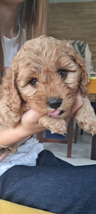 Cavappo -czekoladowy  piesek