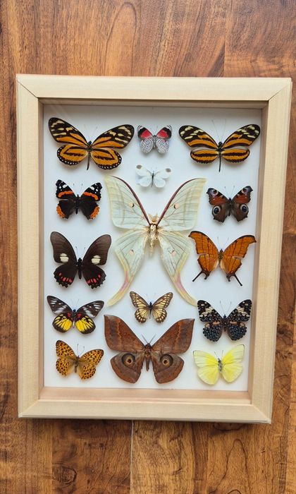 Gablotka motyle Actias selene Marpesia Heliconius i inne na ścianę