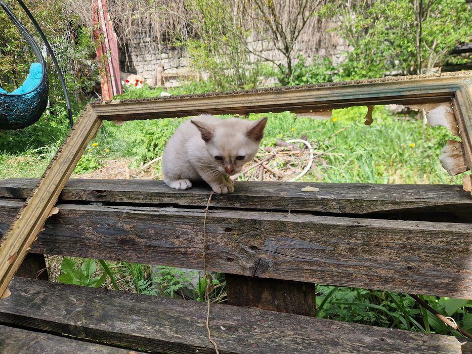 БУРМА  2,5 місяці.