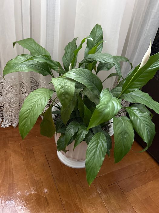 Вазон Спатіфіллум (жіноче щастя)