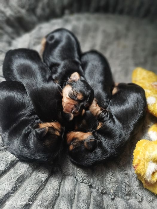 Yorkshire terrier dziewczynki