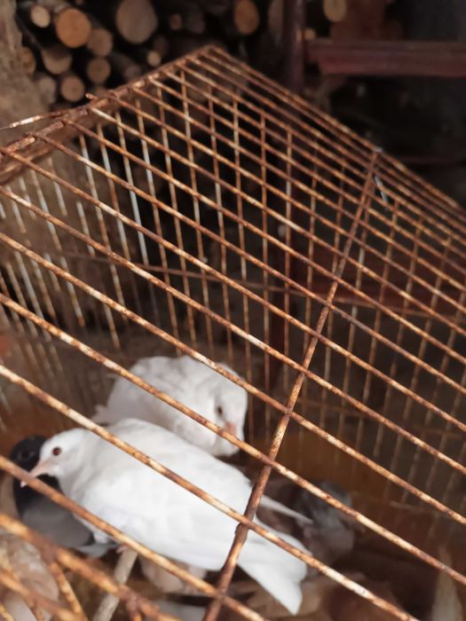 Vendp rolas  casal novinhas