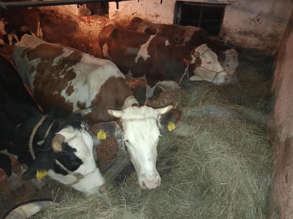 Krowy mleczne 6 szt. Likwidacja stada
