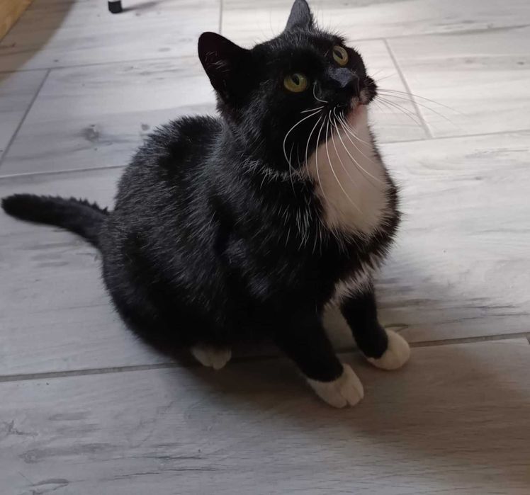 Kotka do adopcji!