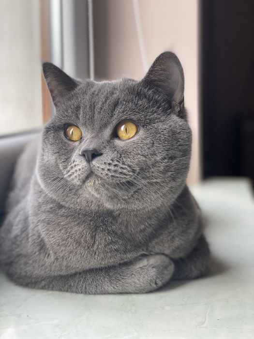 В’язка шотландських котів