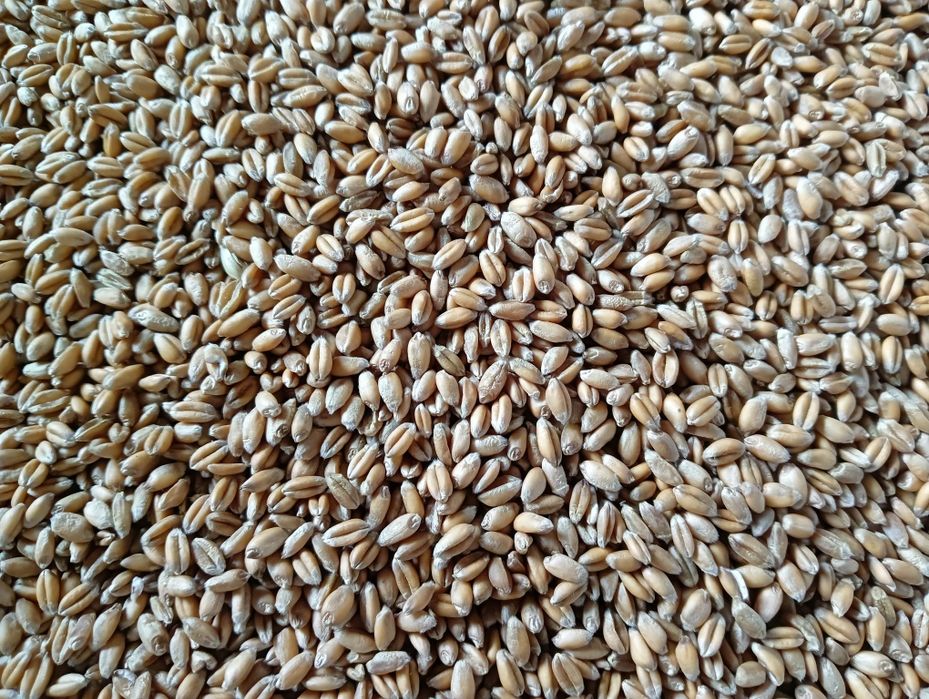 Яра пшениця, ячмінь, овес.